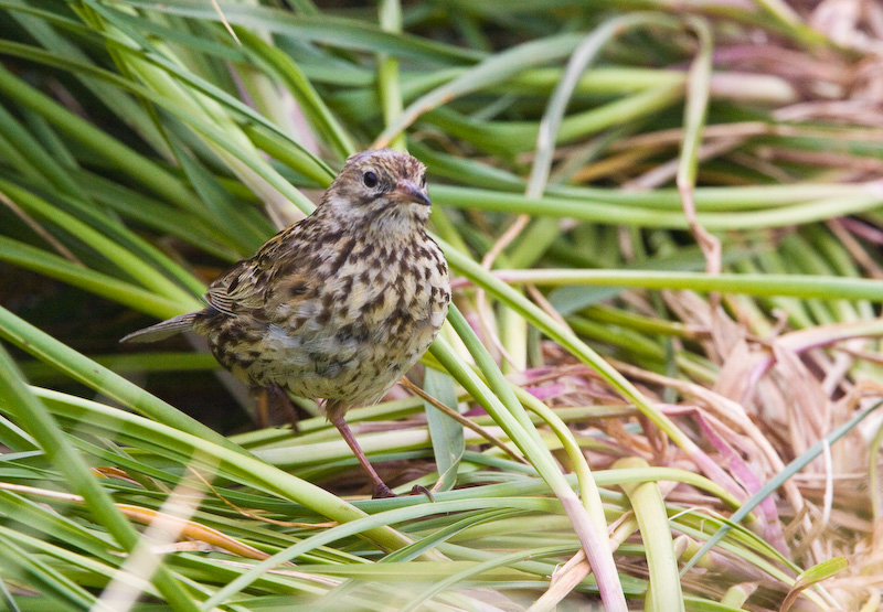 South Georgia Pipit